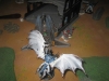 Tyranid Attack