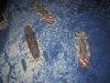 Torpedos werden abgesetzt