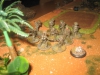 Und die Infanterie rückt durch den Dschungel vor